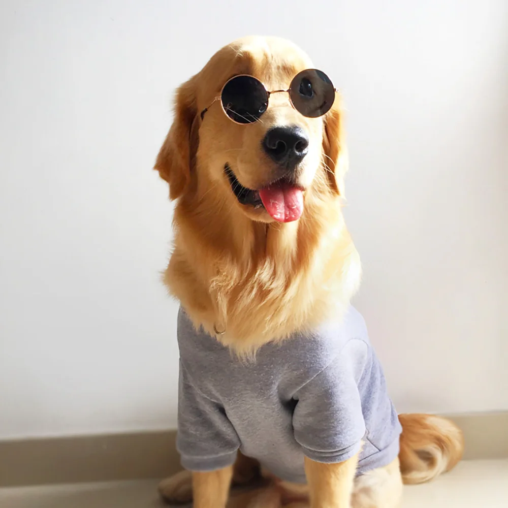 dog with sunglasses on