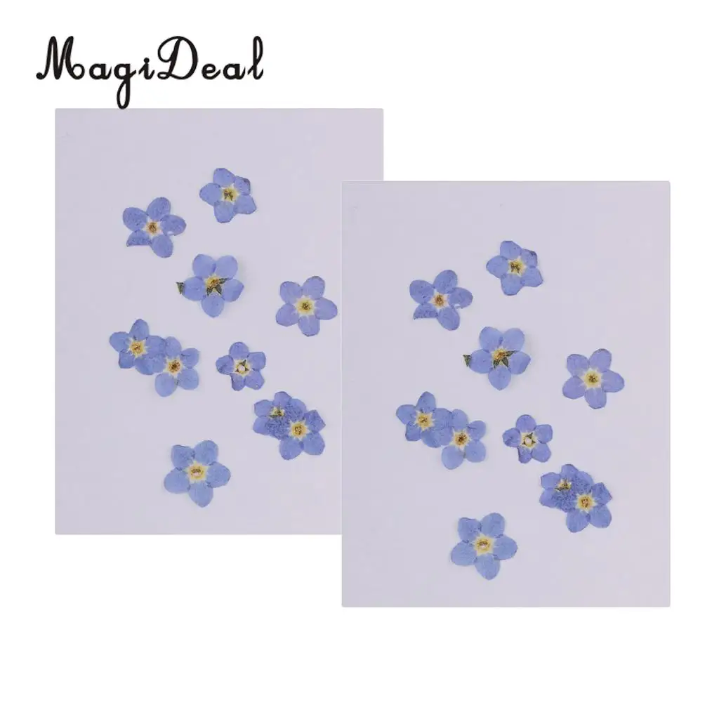 20pcs Natural Real Forget-me-not Flowers Pressed Dried Flowers Embellishments for Art Craft Jewelry Making