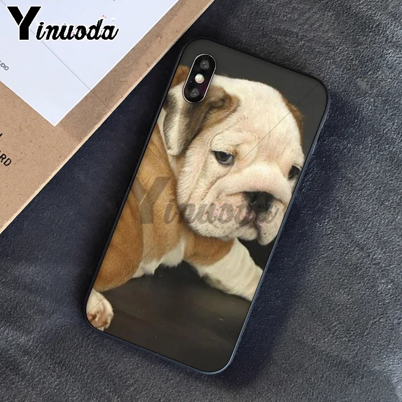 Cute dog english bulldog