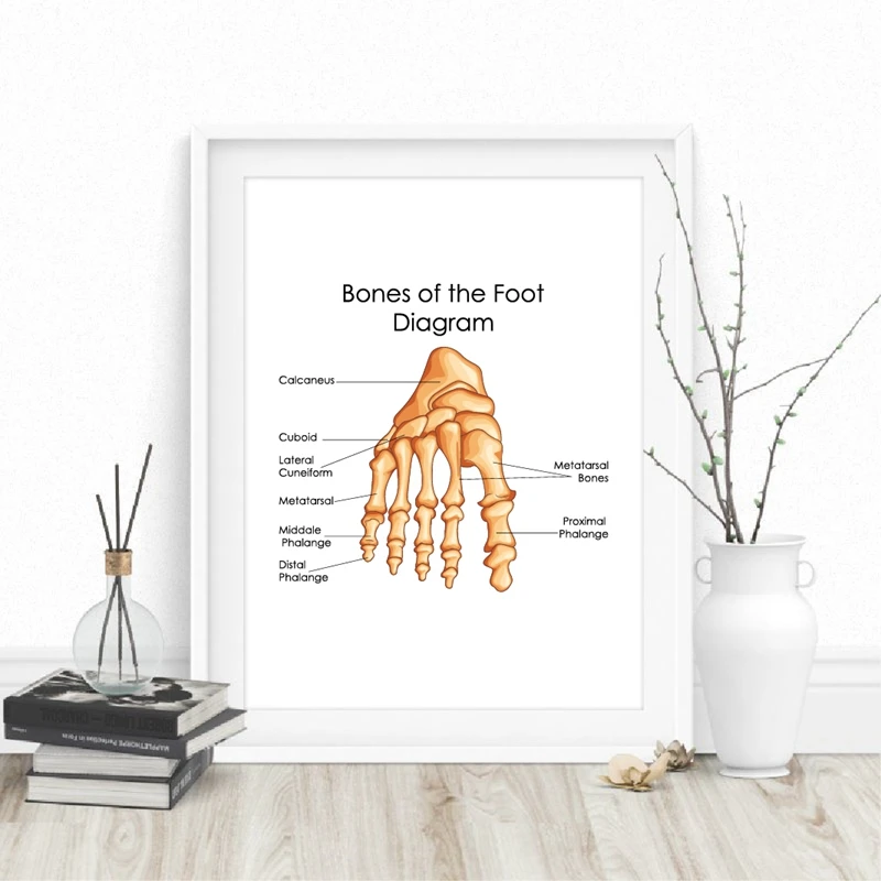 

Foot Bones Diagram Prints Medical Education Chart Poster Doctor Office Wall Decor Biology Medicine Student Gift Canvas Painting