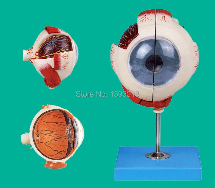 

Eyeball enlarged model, Eyeball structure model ,Eyeball Anatomical Model