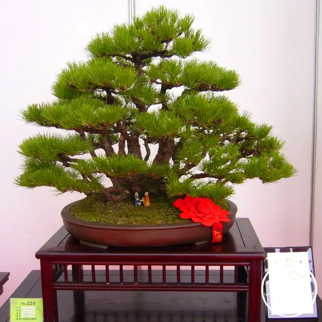 bonsai baum garten, online-shop beste-verkauf! 60 teile/beutel thunbergii garten schwarz, Design ideen