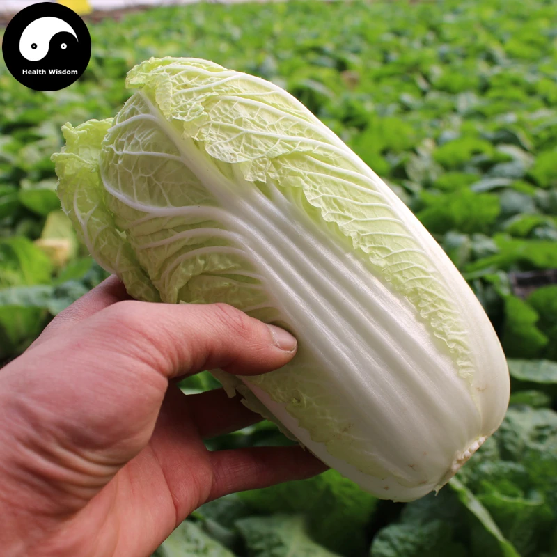 Buy Buy Baby Cabbage Vegetables Semente 400pcs Plant