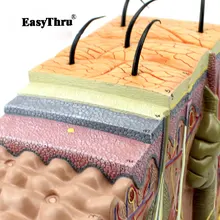 Skin Model Dermatology Doctor Patient Communication Model Beauty Microscopic Skin Anatomical human Model 12414 cmam brain16 neuron model anatomical model