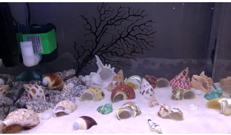 Зеленая башня морская улитка зеленая натуральная раковина раковины аквариум пейзаж моллюсков отшельник Краб ракушка Образцы Подарки Украшения Ремесло