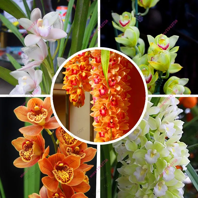 100-PCS-Chinese-Cymbidium-Orchid-plants-Seeds-Indoor-orchid-pot-Flowers-Seeds-Cicada-Orchid-Seeds