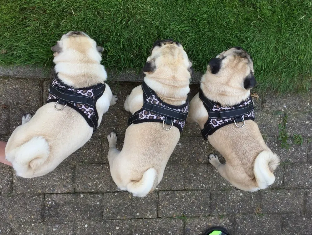 Dog Harness1