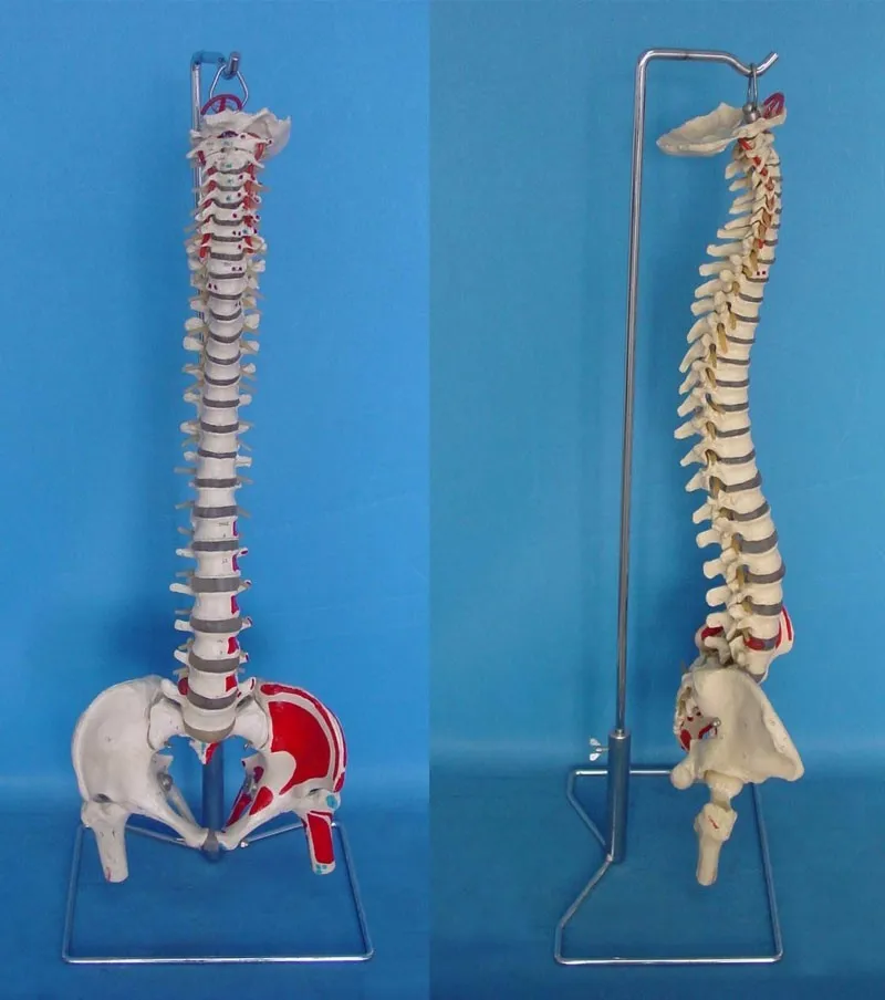 Цвет мышц 1: 1 человеческий позвоночник модель скелета Гибкая медицинская Учебная модель