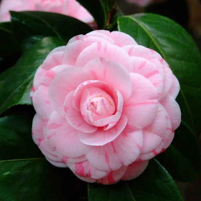 Rare Pink Double Color Camellia Seeds Potted Garden Flower Rare Pink Double Color Camellia Seeds Potted Garden Flower Ornamental Plants Anese 100pcs