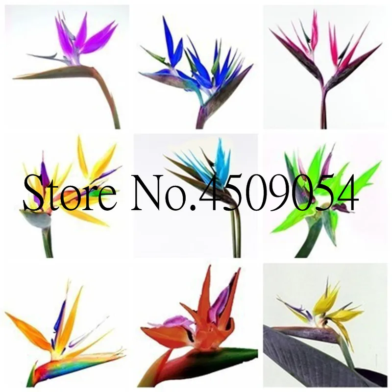 Us 02 66 Offindoor Plants Flowers Strelitzia Reginae Plants Bird Of Paradise Flower Plants For Garden And Jardin Bonsai 100pcs Bonsai Flower In