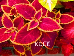 Шт./упак. 100 Лидер продаж! бонсай Coleus Jazz Ruby Plantas цветок floresling украшения сада лидер горшечных растений