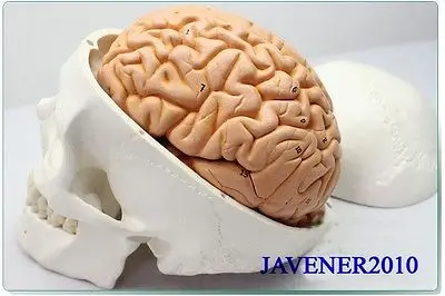 1:1 ЖИЗНЬ Размеры мозг черепа человека анатомические Анатомия головы Спецодежда медицинская модель