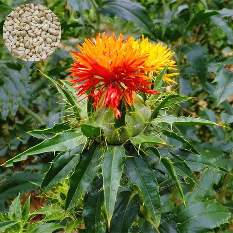 

Medical Herb Safflower Bonsai 50 Pcs Tibet Red Safflower Flower Bonsai Easy Grow Carthamus Tinctorius Beauty Your Home Garden