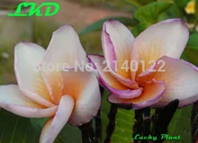 7 15inch Rooted Plumeria Plant Thailand Rare Real Frangipani Plants no267 sonic wave