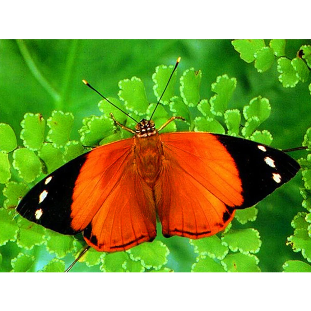 

LI LOYE Beautiful butterfly DIY Diamond painting cross stitch full Diamond embroidery animal mosaic 5D Diamond needlework RT408