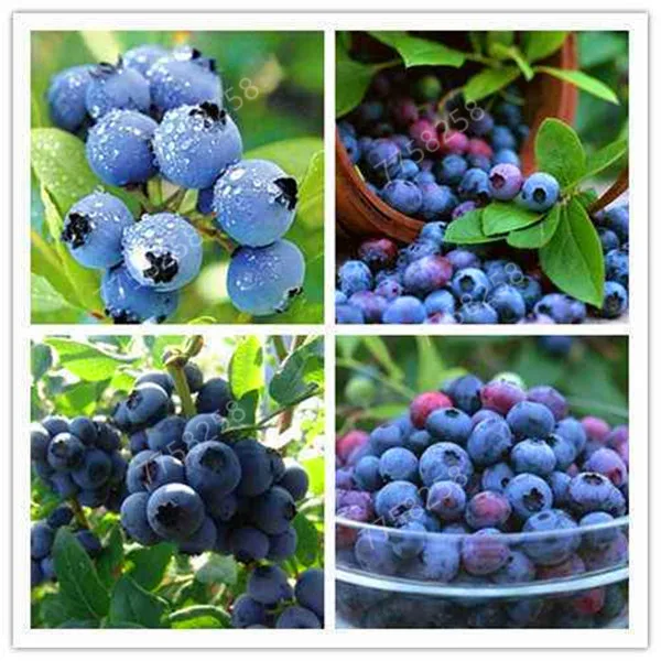 

BlueBerry Bonsai 100 pcs Fruit Tree Highbush Blueberries DIY Countyard Bonsai plants Seedling for home & garden easy to grow