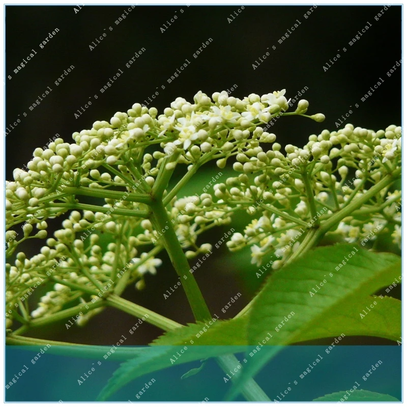 

100pcs Elderberry Flower of Williams Elder Sambucus williamsii tree beautiful perennial flower