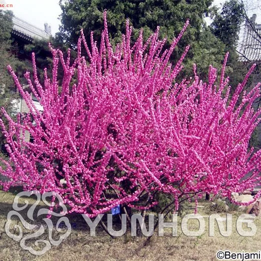 

Real Chinese Amygdalus Triloba Tree ndoor Prunus triloba Bonsai Outdoor Garden Flowering plum Flower Plants Sementes 10PCS