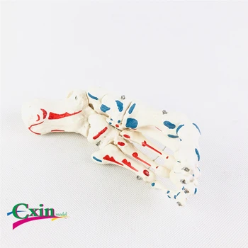 

Bone muscles start and end point model identification orthopedic massage teaching medical