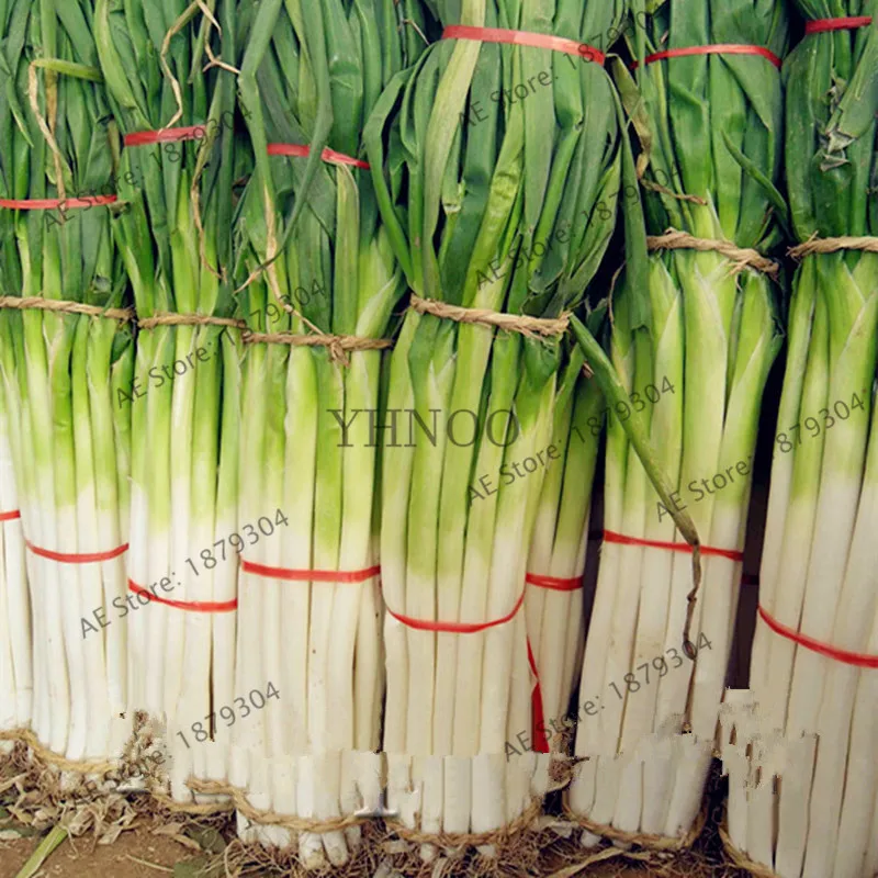 106 шт./пакет гигантский чеснок Китай зеленый лук стерилизации растительного растения горшок sleek flores в садовое растение бонсай