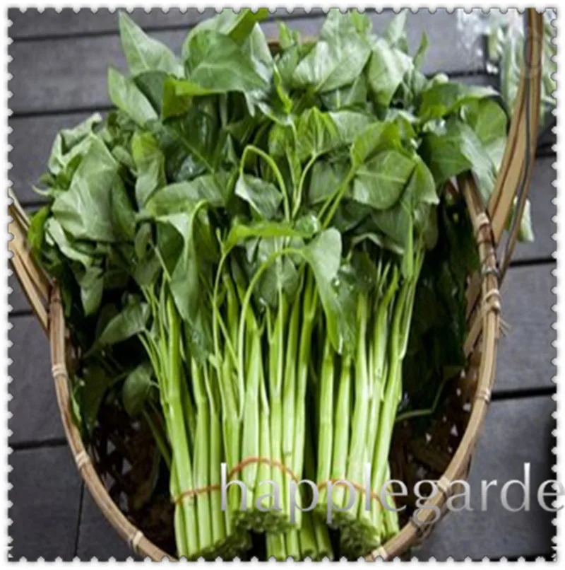 

Sale! 200 pcs Water Spinach Vegetable Bonsai Kangkong, River Spinach, Chinese Spinach or Watercress Easy-growing Free shipping