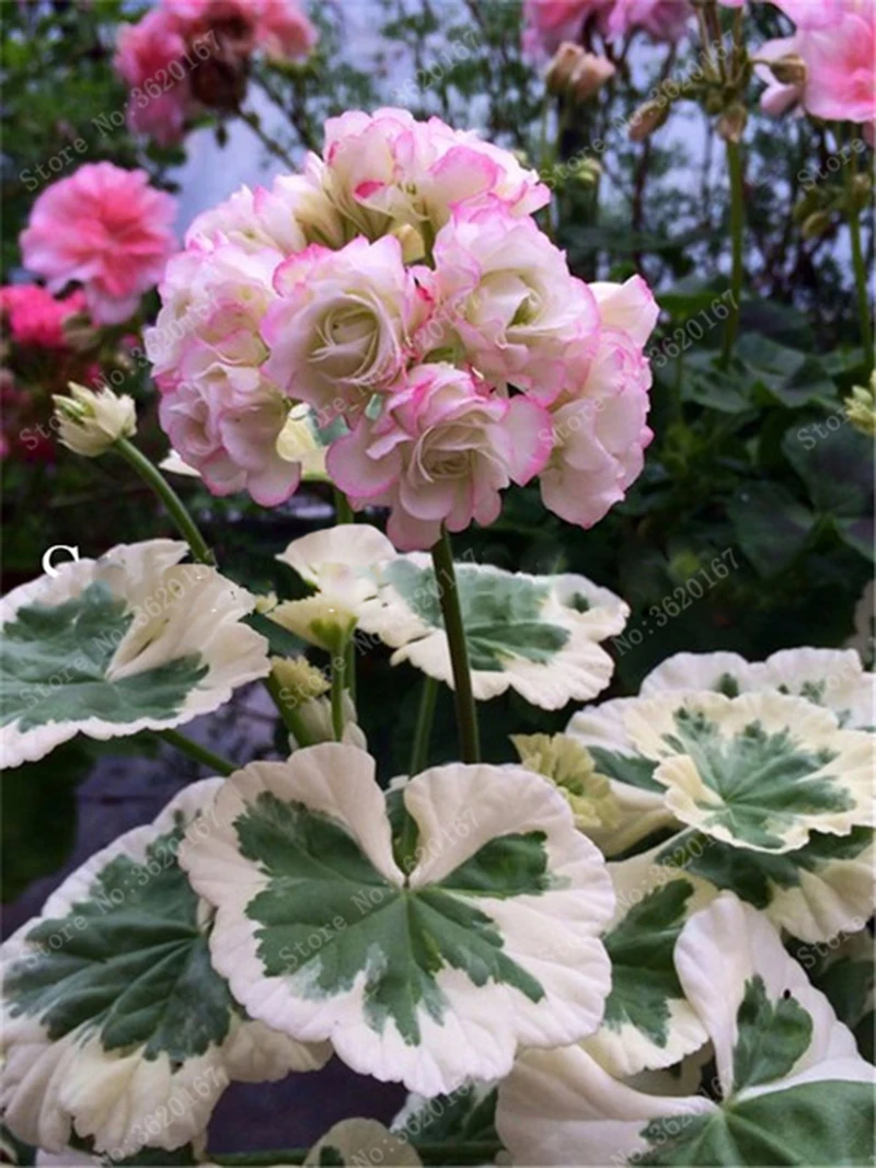 

100 Pcs Colorful Bonsai Geranium Flower Rare Variegated Geranium Bonsai Potted Indoor Rooms Home Garden Flower For Bonsai Plant