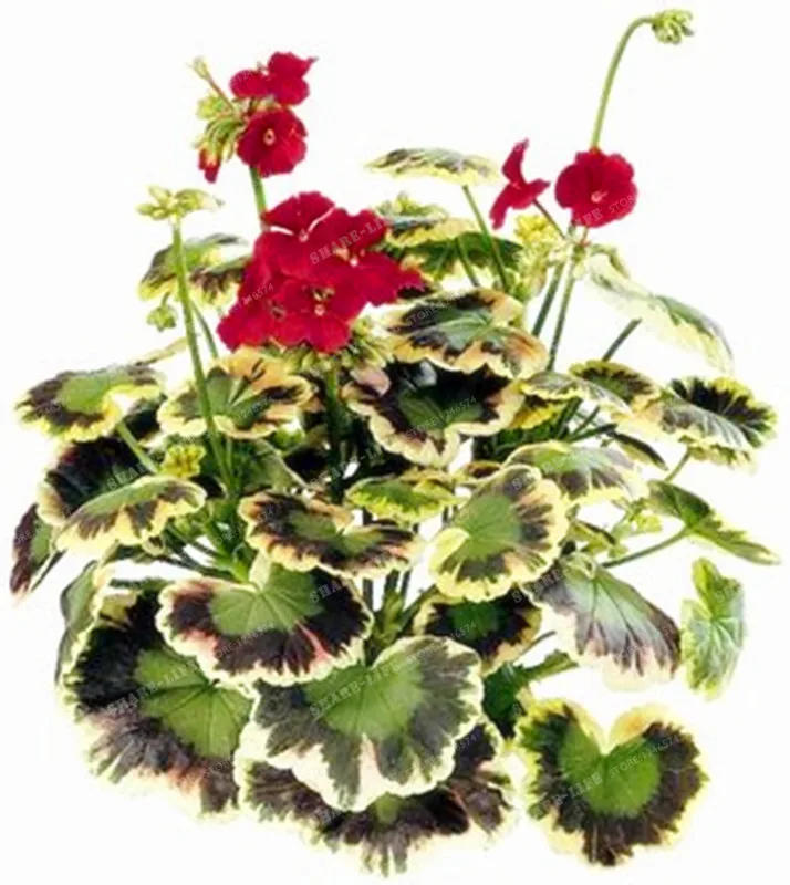 

100 Pcs Colorful Bonsai Geranium Flower Rare Variegated Geranium Bonsai Potted Indoor Rooms Home Garden Flower For Bonsai Plant