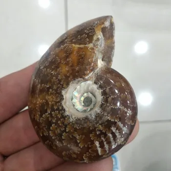 

Natural Beautiful Ammonite Fossils conch fossil specimen Madagascar