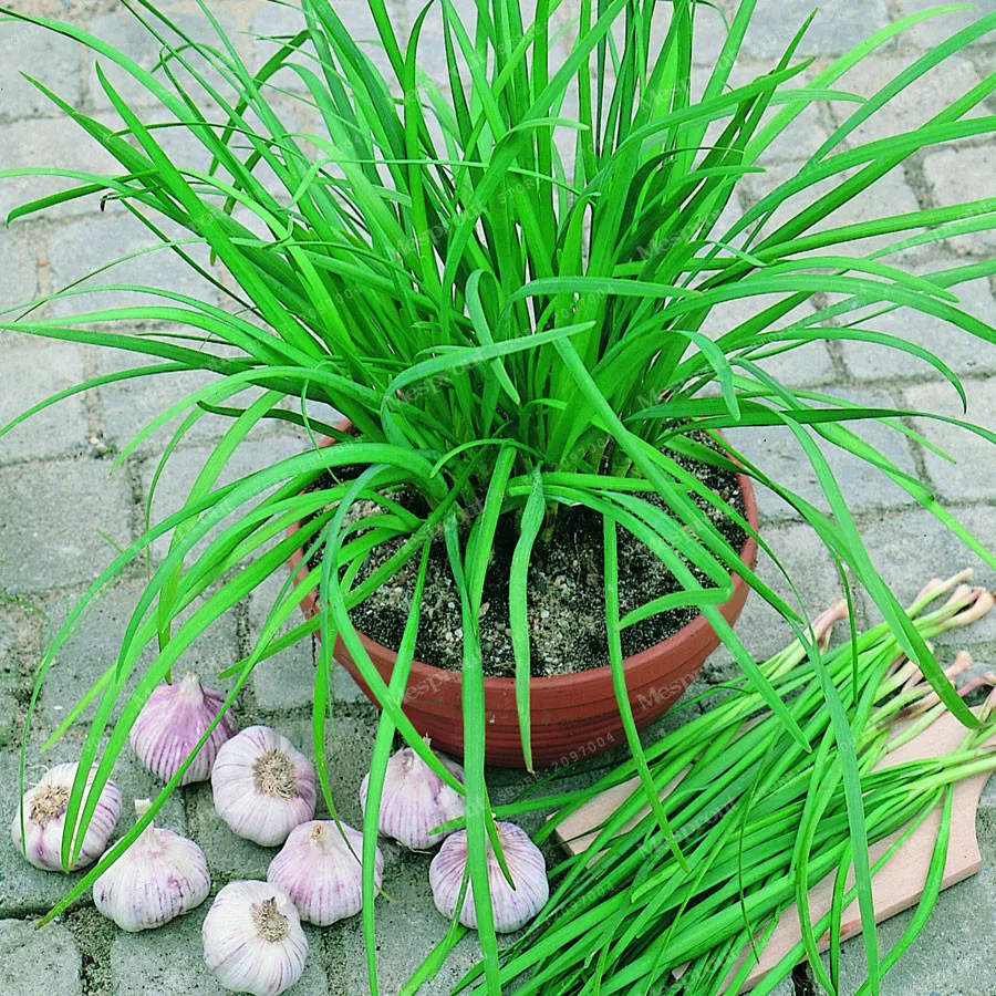 Buy 100 Pcs Chinese Chive Seeds Free Shipping