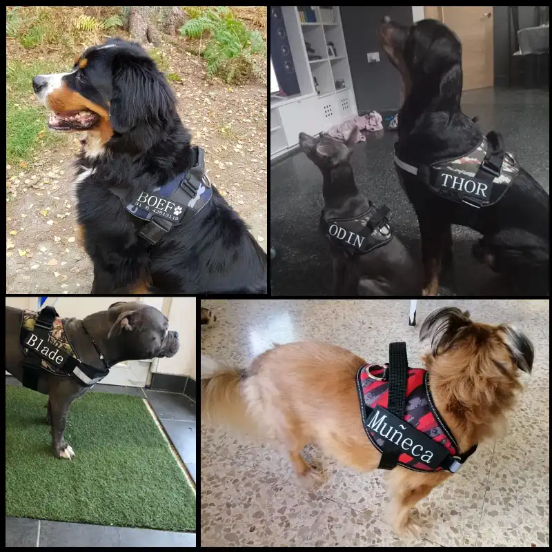 thor dog tags for pets