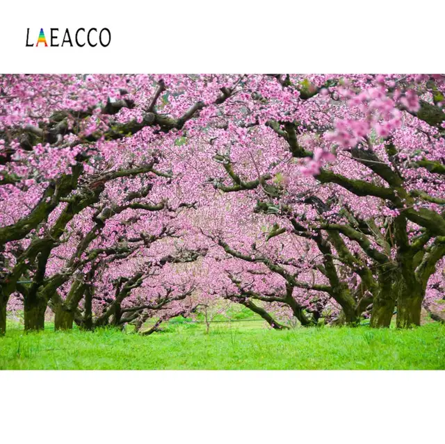 Laeacco Spring Pink Blossom Old Tree Green Grass Way Party Natural View Photo Backgrounds Photo Backdrops For Photo Studio