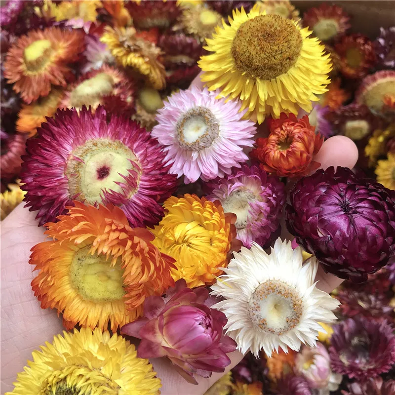 50 г и 150 г Натуральные Цветные сушеные Цветочные головки с хризантемами, свадебные цветы в центре, сухие цветы, консервированные цветы