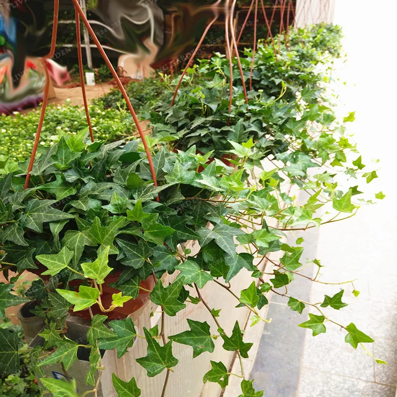 Common Garden Plants common garden plants to decor Common Garden Plants common garden plants to decor