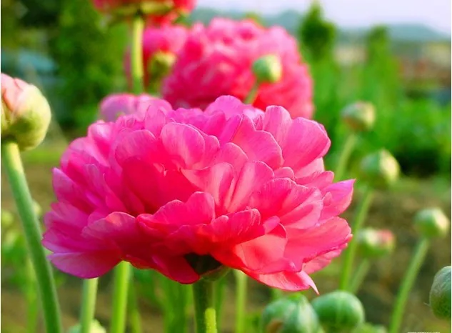 Купить 20 шт. / пакет лютик Азиатский семена для дома и сада diy ...