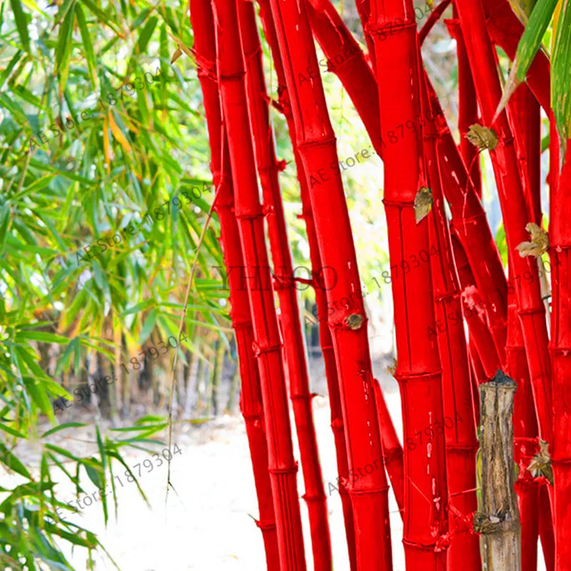 20 шт./пакет бамбук бонсай редкие, гигантские Радуга завод, множественный выбор цвета