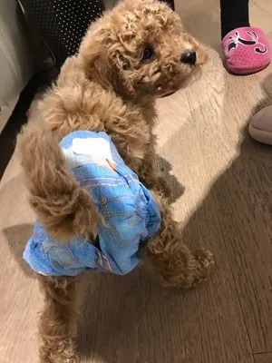 الجينز نمط الكلب كلب الفسيولوجية السراويل حفاضات ورقة pet الكلبة العمات فوط سلامة السراويل حفاضات الطفل