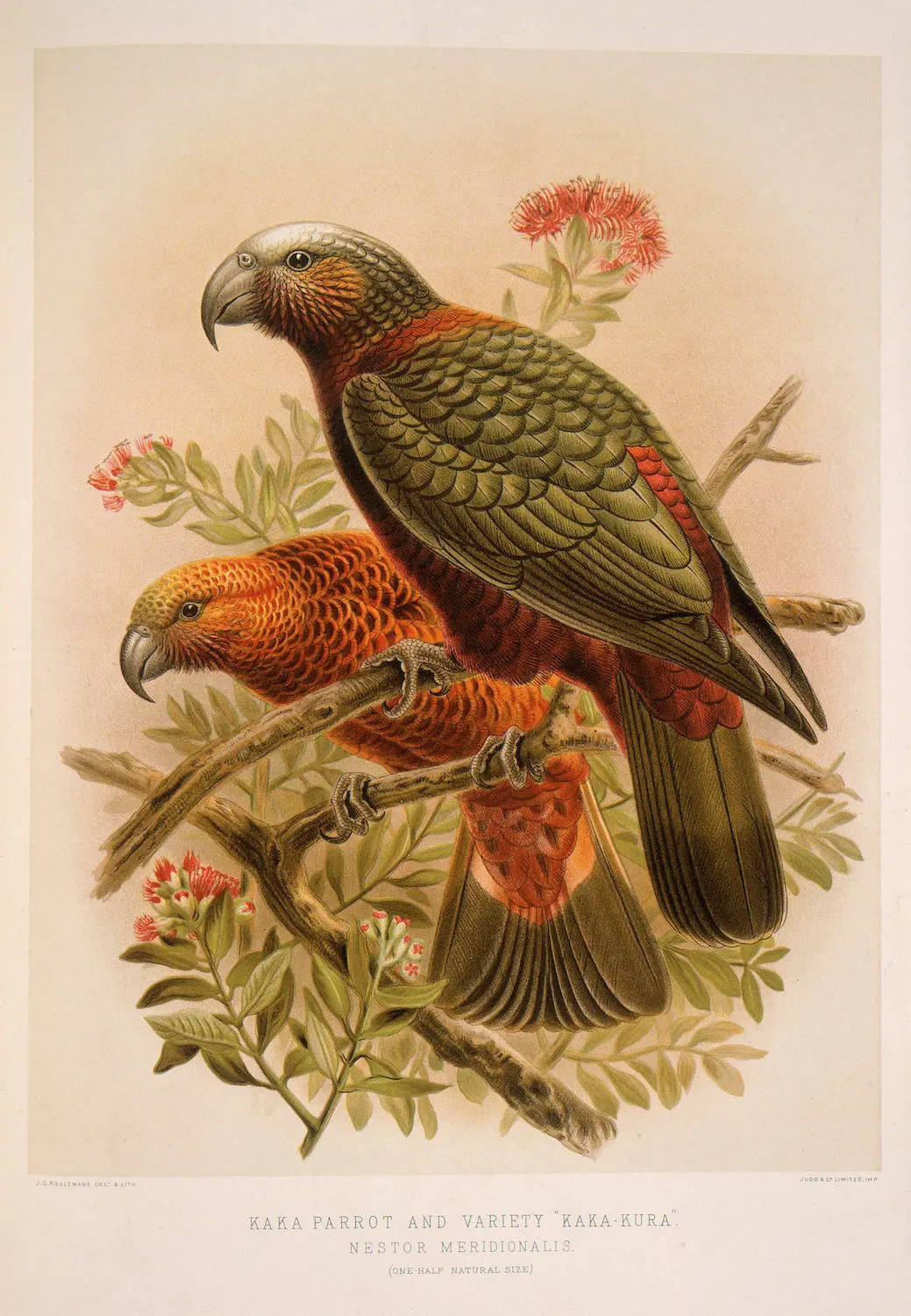 Классический настенный холст для путешествий из новой Zealand серии NZ anative Birds