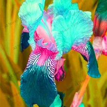 Промо-акция! Ирис flores, многолетнее растение Садовый цветок растения, бонсай растения для приготовления пищи на воздухе, различные цвета, маленький, средний и большой размер, с рисунком, 100 шт./пакет