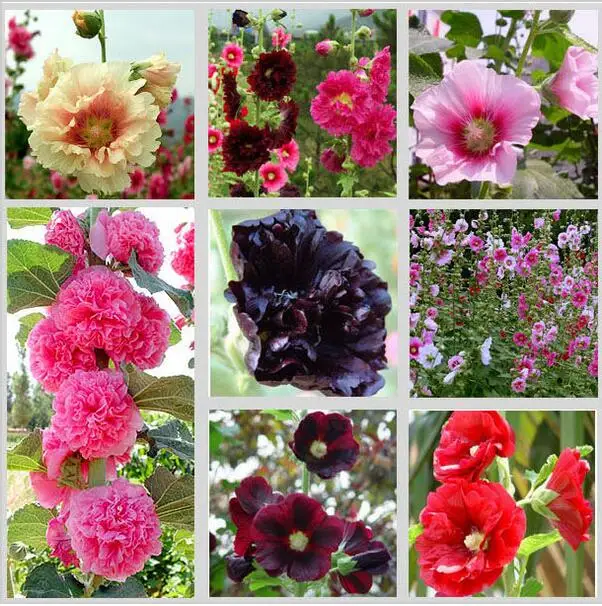 

450pc 9kinds each of 50pc Hollyhock Country Romance Mix Alcea Rosea Flower