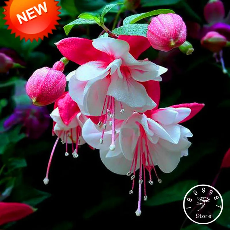 Большая промакция! разноцветный розовый двойные лепестки фуксия бонсай садовые цветы, растения висит фуксия цветы 50 шт./пакет,# RNSF