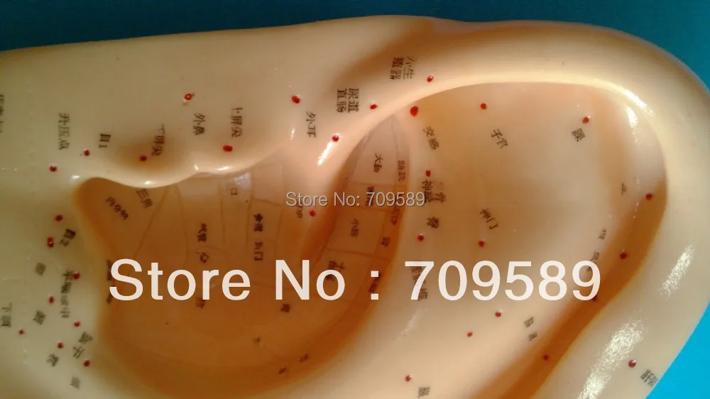 Профессиональная медицинская акупунктура для ушей модель 22 см|ear acupuncture model|acupuncture