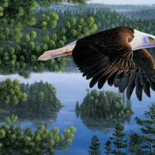 Летающий орел Искусство Ручная роспись креативная цифровая картина маслом 24 Цвета Пигмент Кисть DIY живопись по номерам