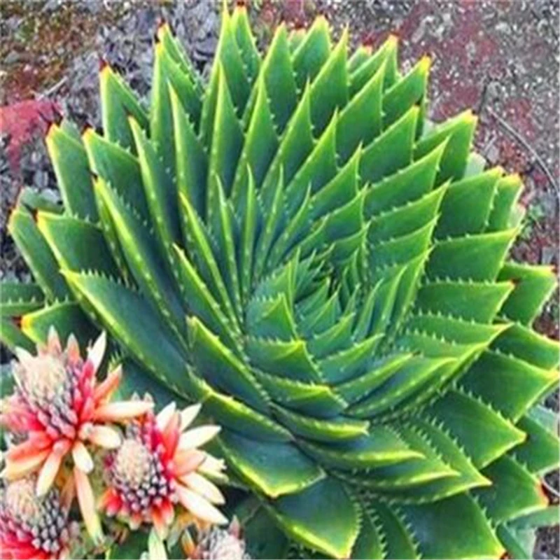 Sale !200 Pcs Green Aloe Vera Plants Edible Beauty Edible Cosmetic Vegetables And Fruit Bonsai