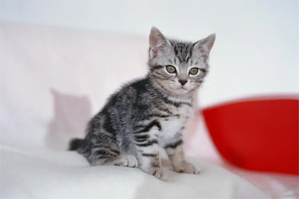 Котята Обычной Кошки Фото