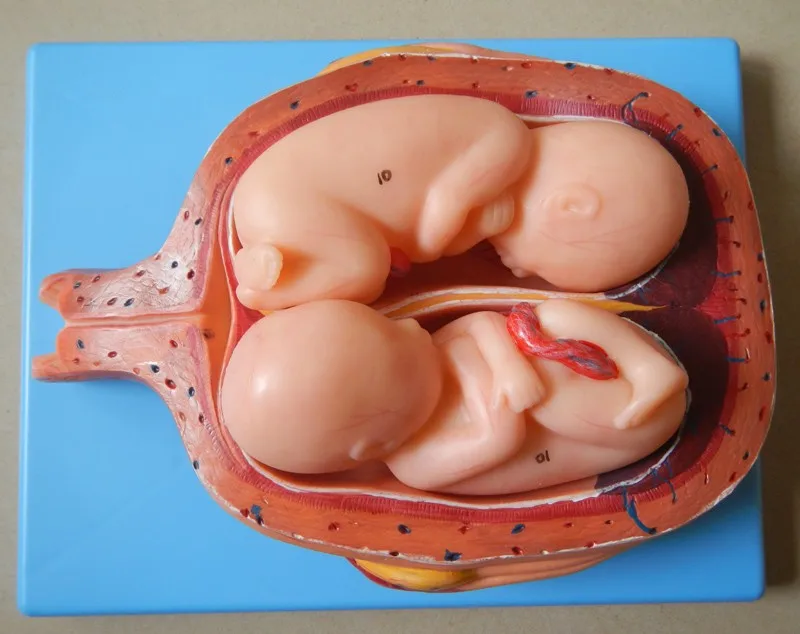 妊娠中の胎児の発達モデル Development Process Models Embryonic Developmentpregnancy Development Aliexpress