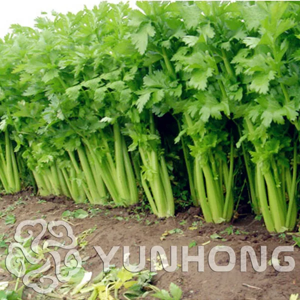 

Loss Promotion!!!100PCS Parsley Bonsai Concentrated Flavor And Tender Crisp Celery small home garden cultivati Free Shipping