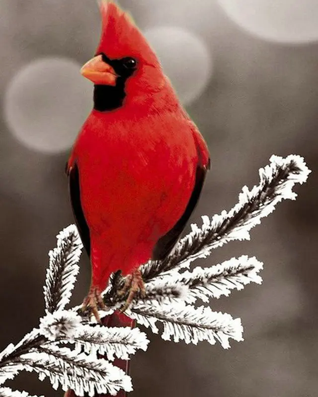 800-640-brid (10)