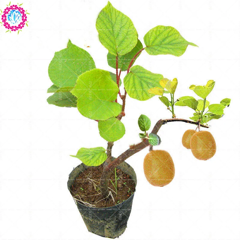 100pcs/pack Dwarf Kiwi Kiwi fruit bonsai tree Actinidia chinensis