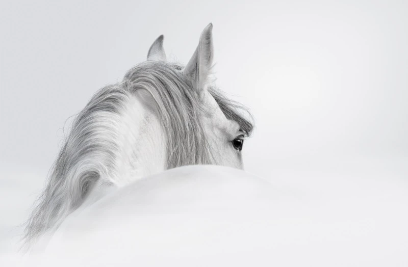 Toile Imprimee De Cheval Dessin Unique Noir Et Blanc Images D Animaux Toile Non Encadree Affiche D Art Imprimee Decor De Maison Photo Aliexpress Toile Imprimee De Cheval Dessin Unique Noir Et Blanc Images D Animaux Toile Non Encadree Affiche D Art Imprimee Decor De Maison Photo Aliexpress