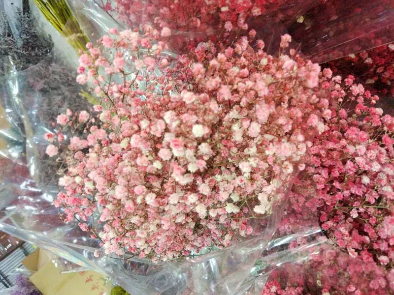 ms-babybreath light red